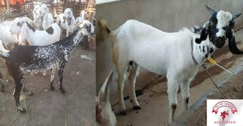 Goat Sadaqah online Sadqa Wa aqiqa bakra